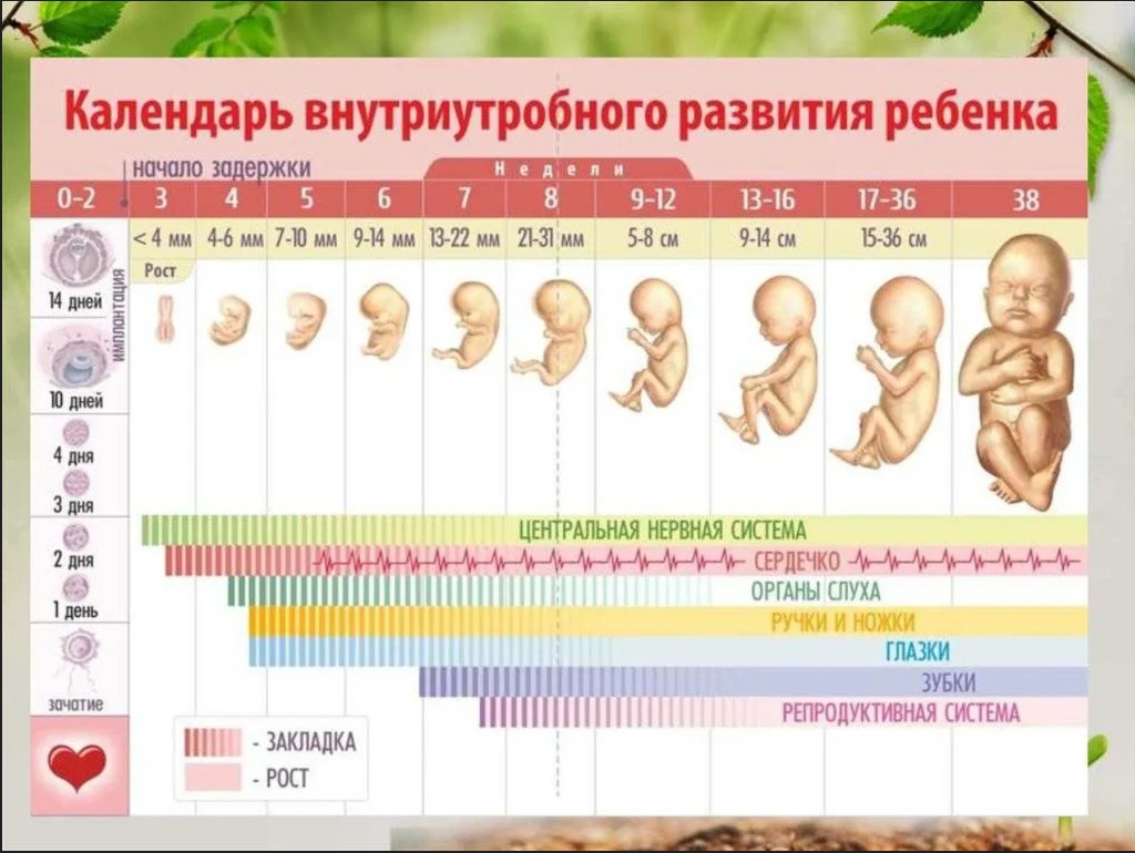 Календарь беременности